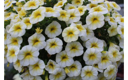 Калибрахоа Calibasket Sunny Side