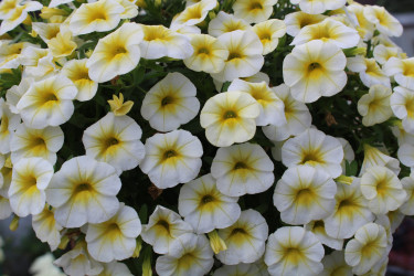 Калибрахоа Calibasket Sunny Side