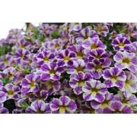 Калибрахоа Candy Shop Grape Splash