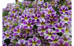 Калибрахоа Candy Shop Grape Splash