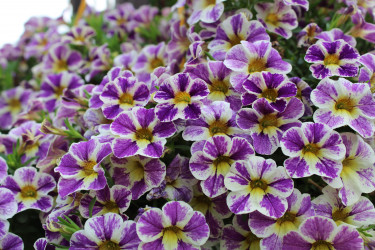 Калибрахоа Candy Shop Grape Splash