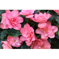 Бегония BK Collection Chloe Coral Pink