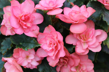 Бегония BK Collection Chloe Coral Pink