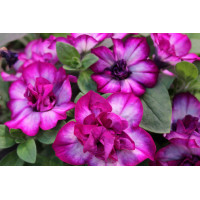 Петуния Tumbelina Compact Nicola