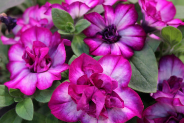 Петуния Tumbelina Compact Nicola