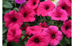 Петуния Potunia Neon