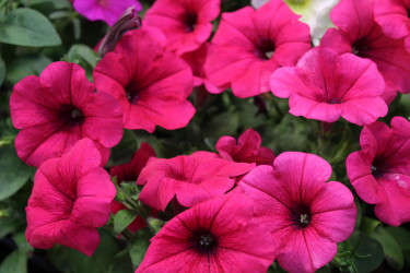 Петуния Potunia Neon