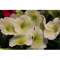 Петуния SWEETUNIA POPCORN