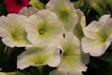 Петуния SWEETUNIA POPCORN