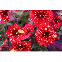 Петуния Red Cream Sky