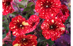 Петуния Red Cream Sky