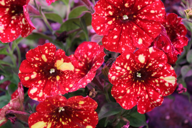 Петуния Red Cream Sky