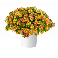 Калибрахоа LIA Abstract Lemon Cherry