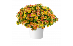 Калибрахоа LIA Abstract Lemon Cherry