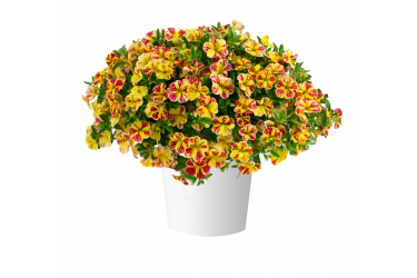 Калибрахоа LIA Abstract Lemon Cherry