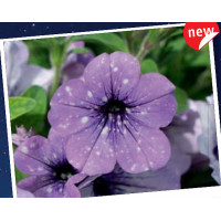 Петуния Lavander Sky Петуния Lavander Sky