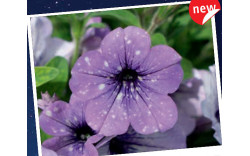 Петуния Lavander Sky