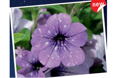 Петуния Lavander Sky