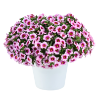 Калибрахоа Lia Spark Pink