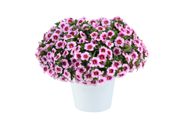 Калибрахоа Lia Spark Pink