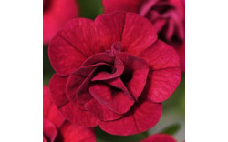 Калибрахоа Mini Famous Uno Double Red