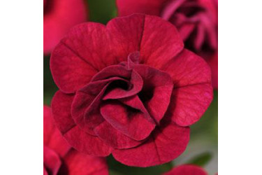 Калибрахоа Mini Famous Uno Double Red