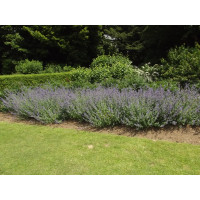 Котовник Фассена Сикс Хиллз Гиант (Nepeta faassenii Six Hills Giant)