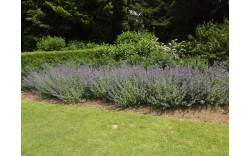 Котовник Фассена Сикс Хиллз Гиант (Nepeta faassenii Six Hills Giant)