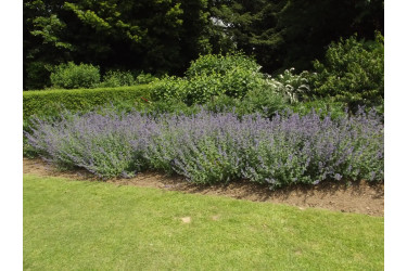 Котовник Фассена Сикс Хиллз Гиант (Nepeta faassenii Six Hills Giant)