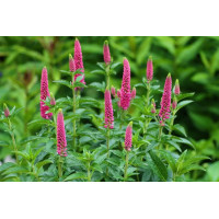 Вероника колосистая Анниверсари Роуз (Veronica spicata Anniversary Rose) Вероника колосистая Анниверсари Роуз (Veronica spicata Anniversary Rose)