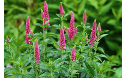 Вероника колосистая Анниверсари Роуз (Veronica spicata Anniversary Rose) Вероника колосистая Анниверсари Роуз (Veronica spicata Anniversary Rose)