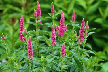 Вероника колосистая Анниверсари Роуз (Veronica spicata Anniversary Rose)