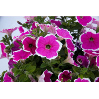 Петуния CAPELLA Rim Fuchsia
