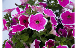 Петуния CAPELLA Rim Fuchsia