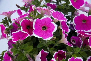 Петуния CAPELLA Rim Fuchsia