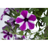 Петуния CAPELLA Magenta Diamond