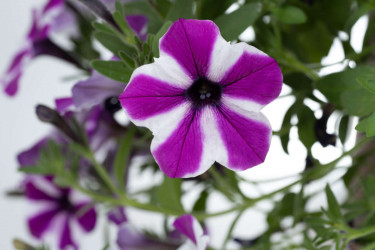 Петуния CAPELLA Magenta Diamond