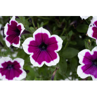 Петуния CAPELLA Rim Raspberry Петуния CAPELLA Rim Raspberry