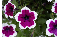 Петуния CAPELLA Rim Raspberry