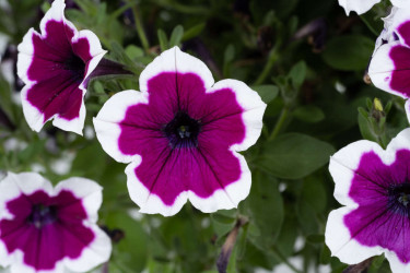 Петуния CAPELLA Rim Raspberry