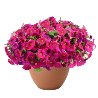 Петуния CASCADIAS Romancero