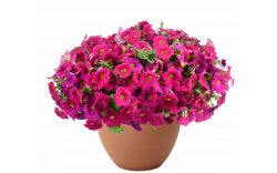 Петуния CASCADIAS Romancero