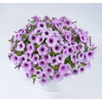 Петуния Capella Purple Veins Петуния Capella Purple Veins