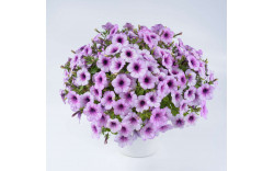 Петуния Capella Purple Veins