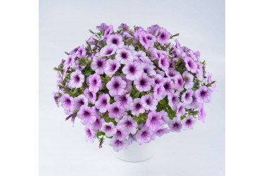 Петуния Capella Purple Veins