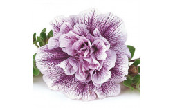 Петуния Lavender Bouquet