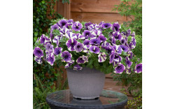 Петуния BONNIE BLUEBERRY SKY