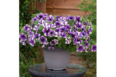 Петуния BONNIE BLUEBERRY SKY