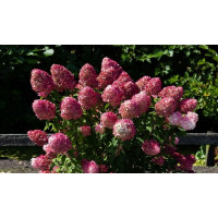 Гортензия метельчатая Пинк энд Роуз (Pink and Rose)