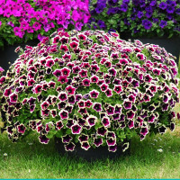 Петуния Cascadias Rim Magenta